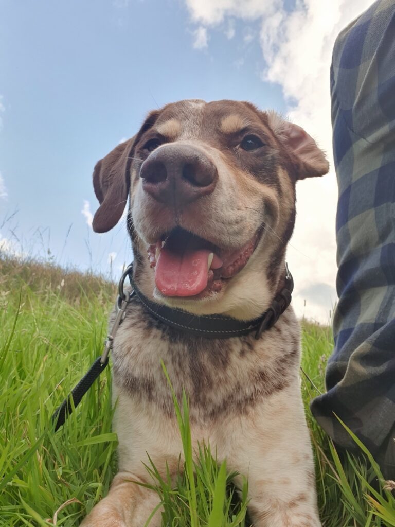 Knallo Porthos
Ein Hund, Deutscher Kurzhaar, der hechelnd in die Kamera schaut.