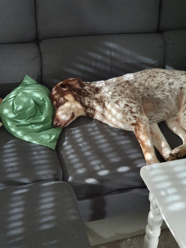 Ein Hund, Deutsche Kurzhaar, liegt auf demSofa, mit dem Kopf auf einem grünen Kissen.