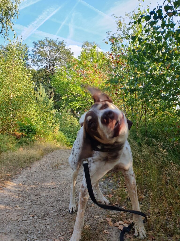 Ein Hund schüttelt sich und das Foto zeigt seinen schiefen Kopf mit schlabbernden Ohren.